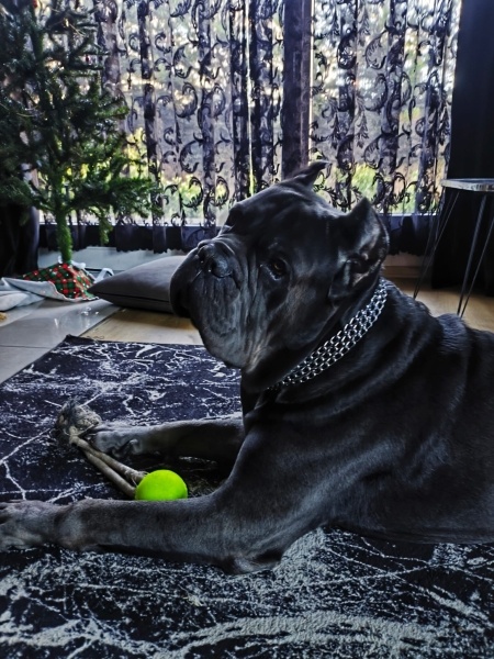 Cane Corso Italiano, Köpek  Batı fotoğrafı
