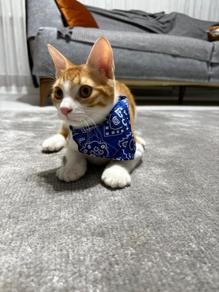 Sarman, Kedi  Simba fotoğrafı