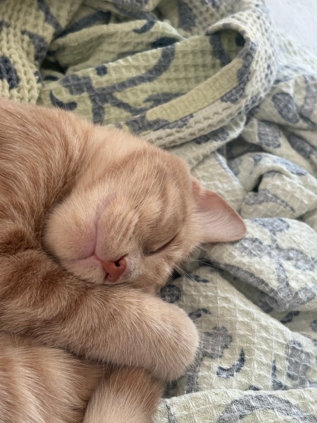 Sarman, Kedi  Köpük fotoğrafı