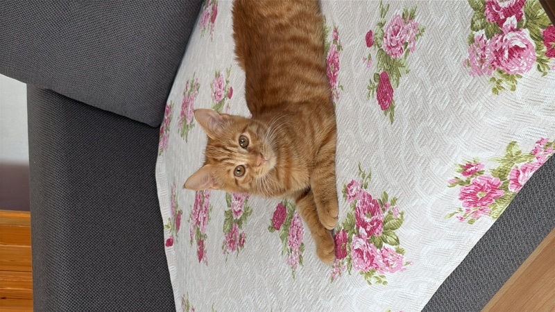 Sarman, Kedi  Şerafettin fotoğrafı