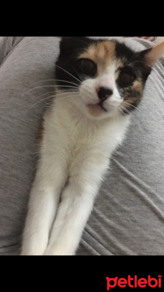 Tekir Kedi, Kedi  mırmır fotoğrafı