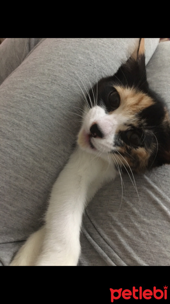 Tekir Kedi, Kedi  mırmır fotoğrafı