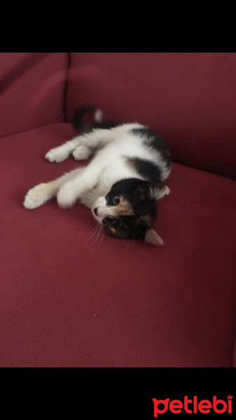 Tekir Kedi, Kedi  mırmır fotoğrafı