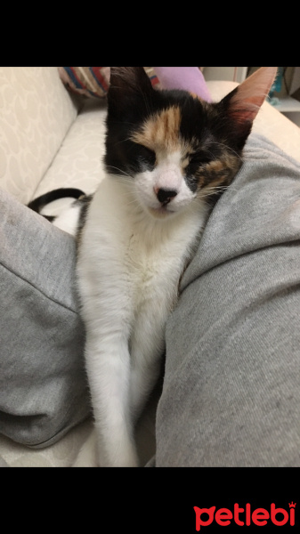 Tekir Kedi, Kedi  mırmır fotoğrafı