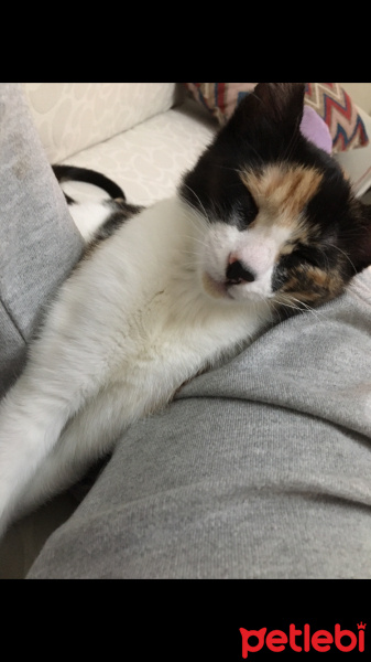 Tekir Kedi, Kedi  mırmır fotoğrafı
