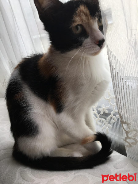 Tekir Kedi, Kedi  mırmır fotoğrafı