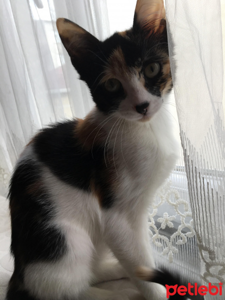 Tekir Kedi, Kedi  mırmır fotoğrafı