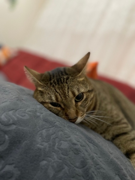 Tekir Kedi, Kedi  Şila fotoğrafı