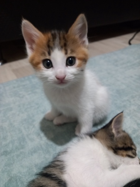 Tekir Kedi, Kedi  Mila fotoğrafı