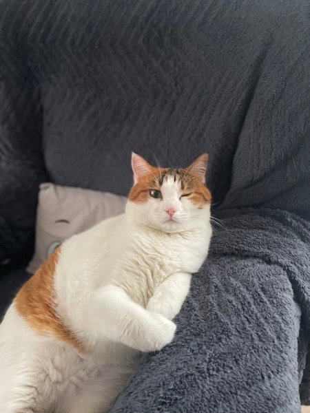 Tekir Kedi, Kedi  Mila fotoğrafı