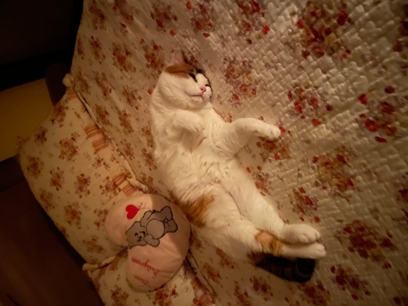 Tekir Kedi, Kedi  Mila fotoğrafı