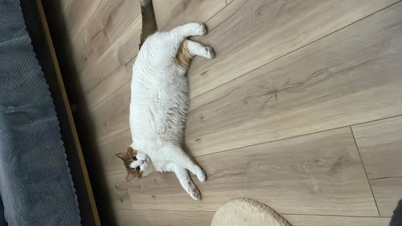 Tekir Kedi, Kedi  Mila fotoğrafı
