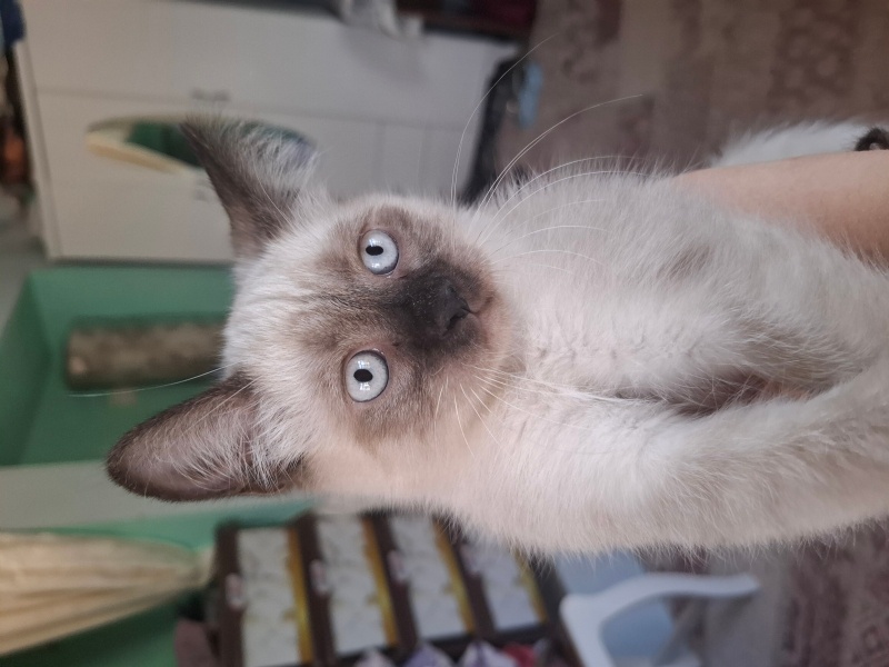 British Longhair, Kedi  Lili fotoğrafı