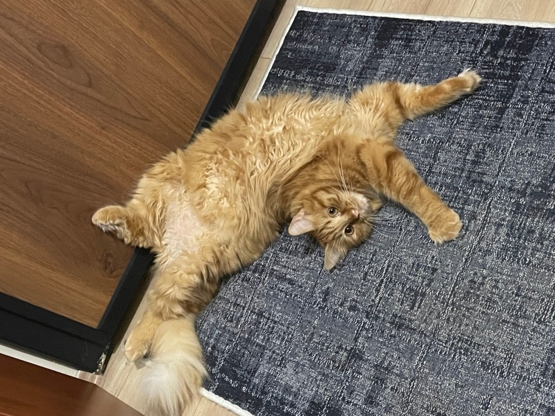 Sarman, Kedi  Behlül fotoğrafı
