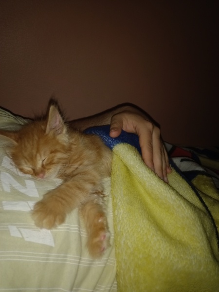 Sarman, Kedi  Behlül fotoğrafı