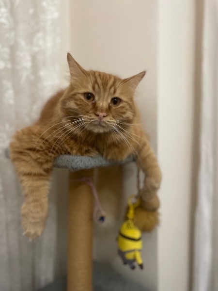 Sarman, Kedi  Behlül fotoğrafı