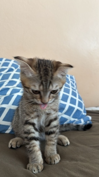 Scottish Fold, Kedi  Minnoş fotoğrafı