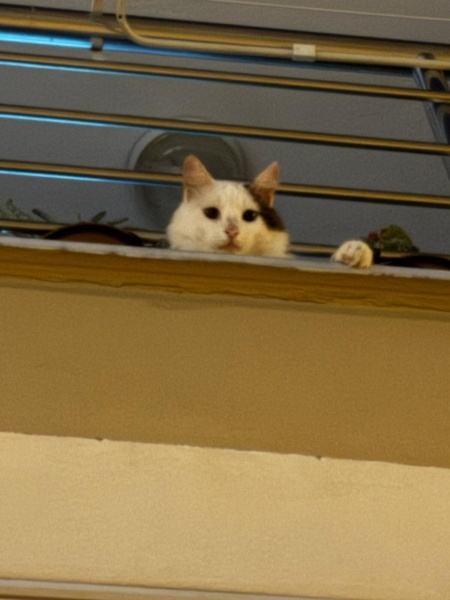 Tekir Kedi, Kedi  paşa fotoğrafı