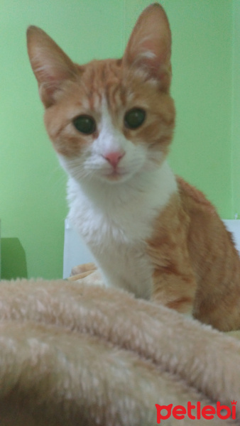 Soke, Kedi  Sarı fotoğrafı