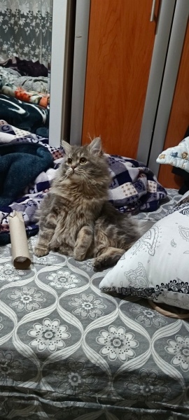 İran Kedisi (Persian), Kedi  minoş fotoğrafı