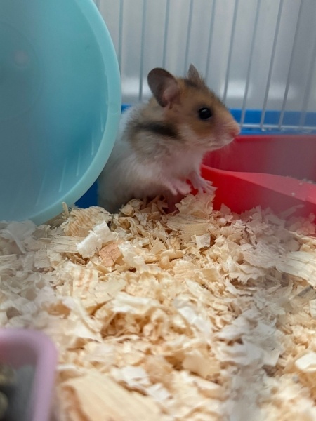 Hamster, Kemirgen  Petrik fotoğrafı