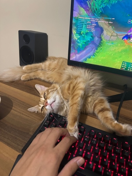 Sarman, Kedi  Simba fotoğrafı