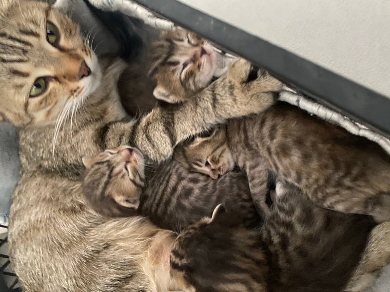 Tekir Kedi, Kedi  İsimsiz fotoğrafı