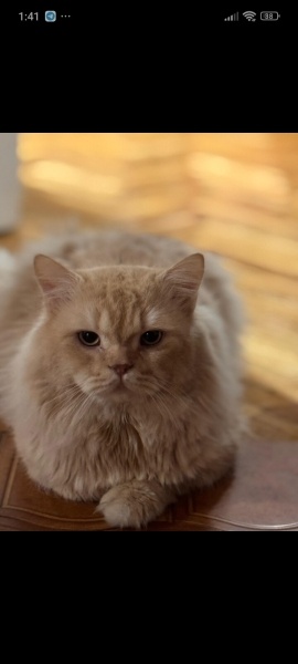 British Longhair, Kedi  Karamel fotoğrafı