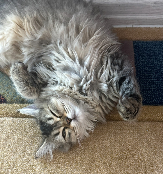 British Longhair, Kedi  Eleni fotoğrafı