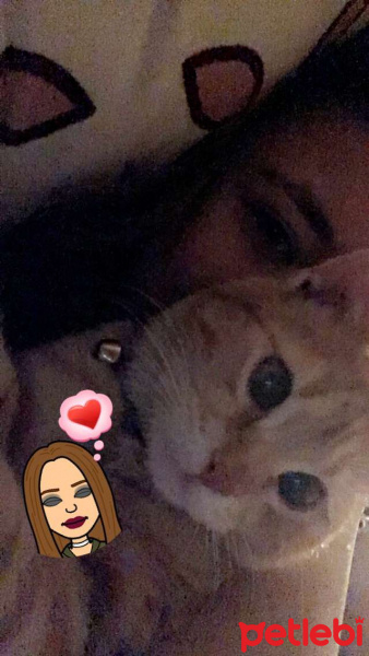 Tekir Kedi, Kedi  Asil fotoğrafı