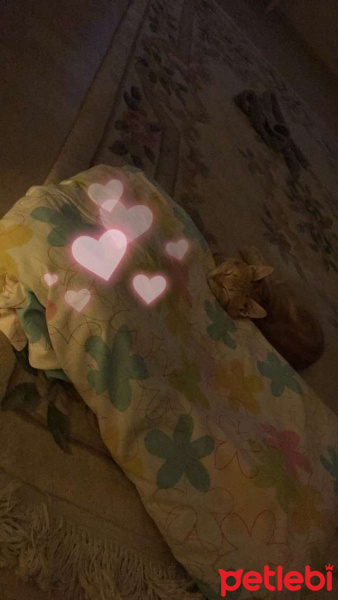 Tekir Kedi, Kedi  Asil fotoğrafı