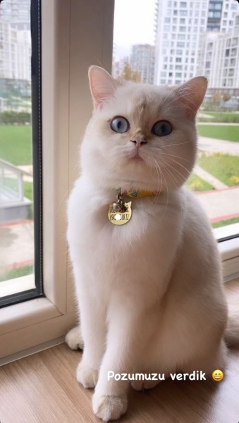 British Shorthair, Kedi  BONCUK fotoğrafı