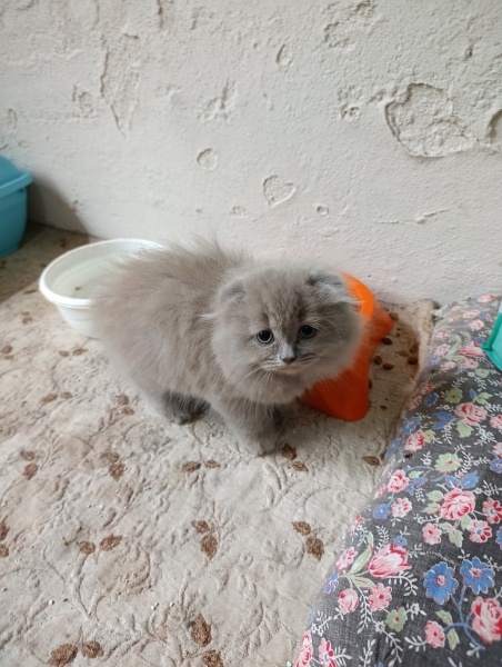 Scottish Fold, Kedi  Adsız kahraman fotoğrafı