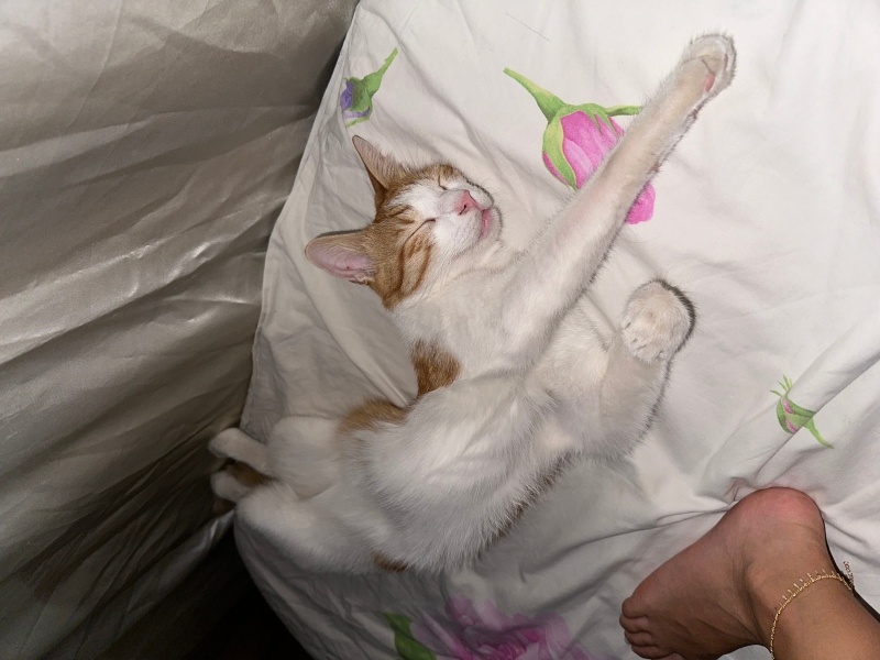 Tekir Kedi, Kedi  Badem fotoğrafı