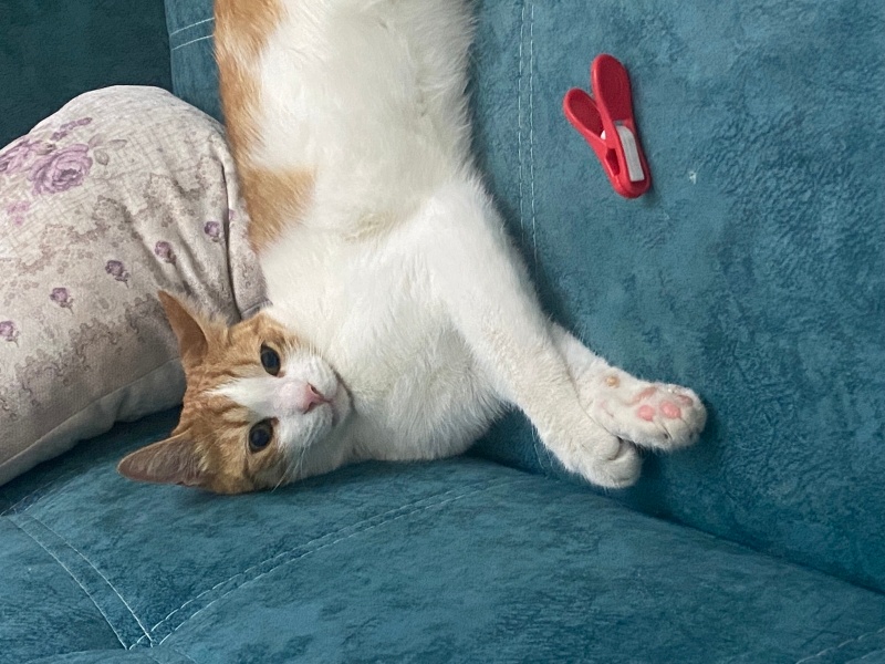 Tekir Kedi, Kedi  Badem fotoğrafı
