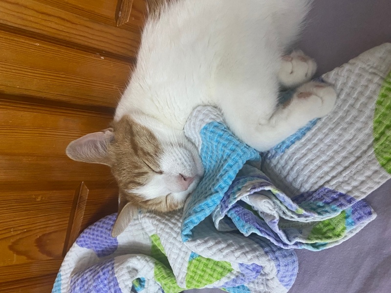Tekir Kedi, Kedi  Badem fotoğrafı