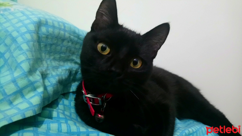 British Shorthair, Kedi  carmen fotoğrafı