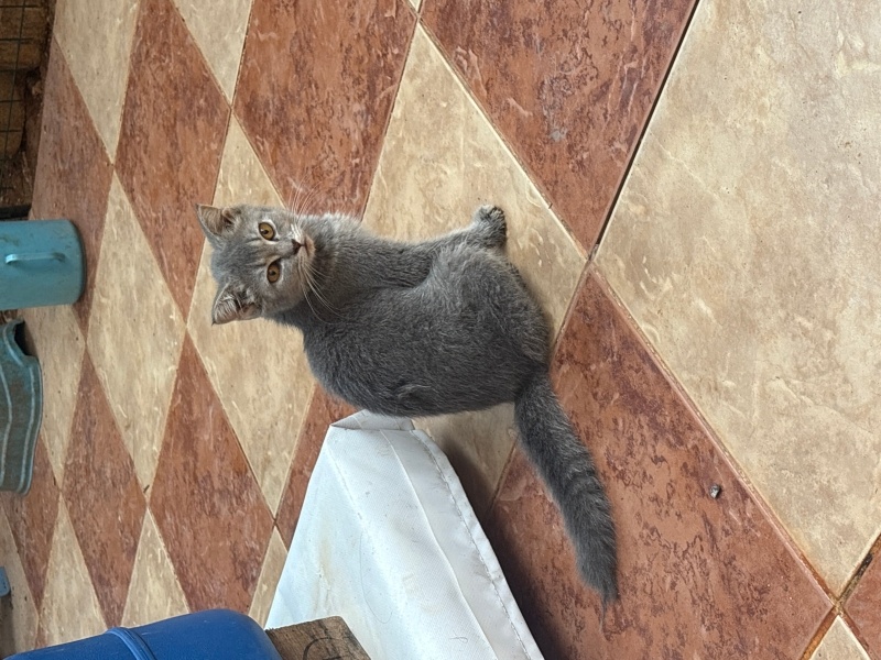 British Shorthair, Kedi  British shorthair fotoğrafı