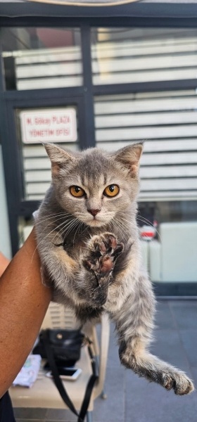 British Shorthair, Kedi  British shorthair fotoğrafı