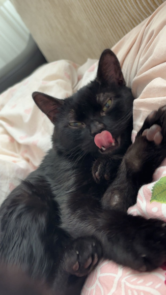 Bombay, Kedi  Peri fotoğrafı