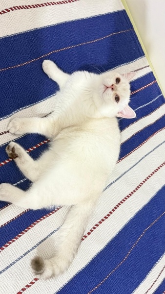 British Shorthair, Kedi  Bella fotoğrafı
