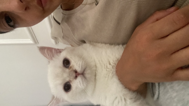British Shorthair, Kedi  Bella fotoğrafı