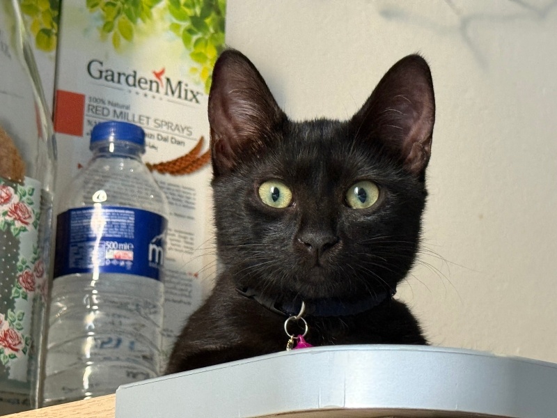 Bombay, Kedi  Kali fotoğrafı