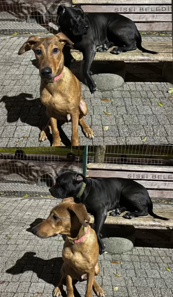 Doberman Pinscher, Köpek  Karpuz fotoğrafı