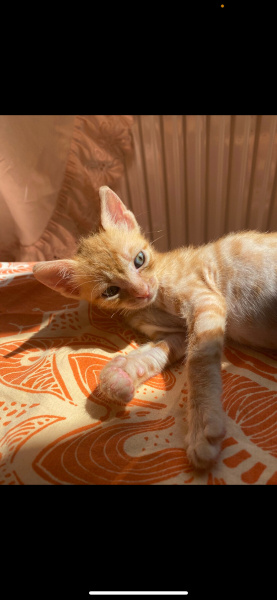 Sarman, Kedi  Paşa fotoğrafı