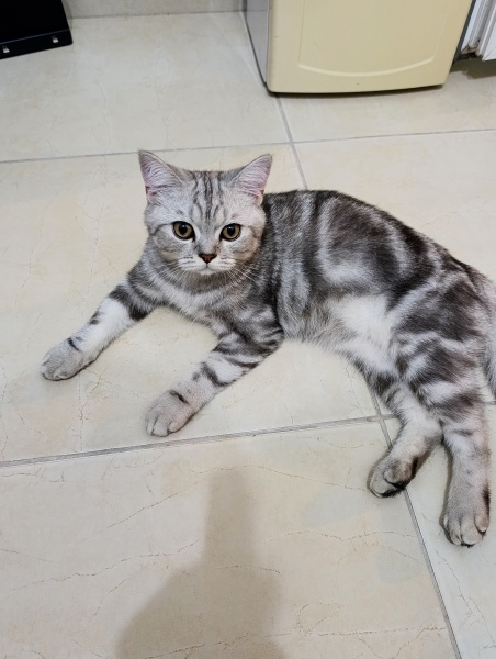 Scottish Fold, Kedi  Flicker fotoğrafı