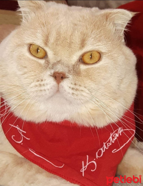 Scottish Fold, Kedi  DESTAN TOPRAK fotoğrafı