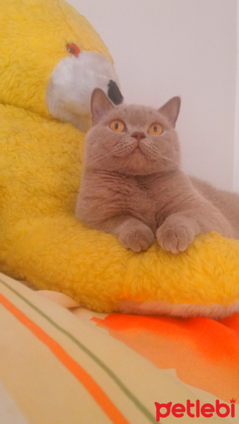 Scottish Fold, Kedi  DESTAN TOPRAK fotoğrafı