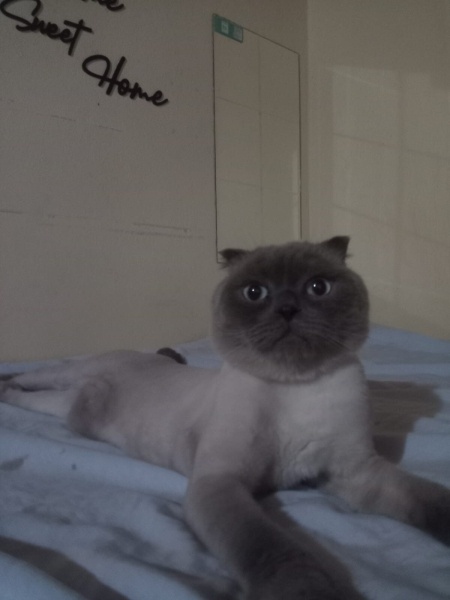 British Shorthair, Kedi  Azman fotoğrafı