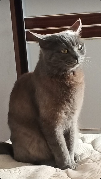 British Shorthair, Kedi  Duman fotoğrafı